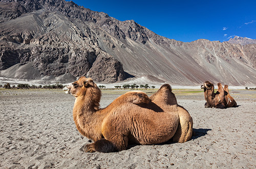 bactrian-camel
