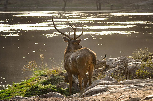 deer-wetlands-bharatpur-rajasthan-india