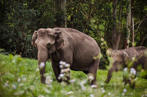 elephant-family-periyar-national-park-thekkady-india