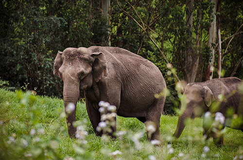 elephant-family-periyar-national-park-thekkady-kerala-india