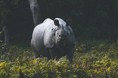 kaziranga-national-park