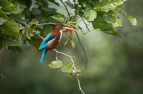 keoladeo-ghana-national-park-bharatpur-rajasthan-india