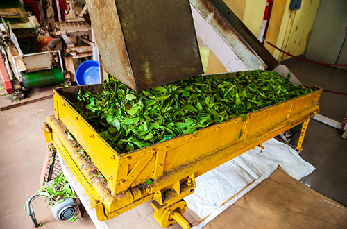 machines-inside-tea-factory-munnar-india