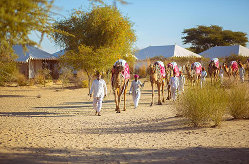 manvar-resort-desert-camp-rajasthan-india-camel