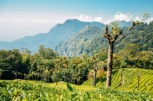 munnar-india