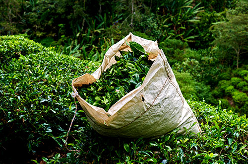 new-growth-tea-leaves