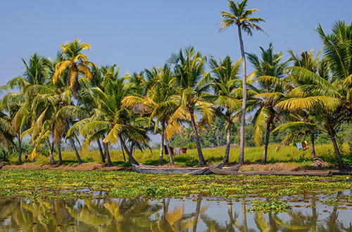 palm-trees-kerala-backwaters-kerala-india