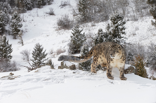 rare-endangered-snow-leopard