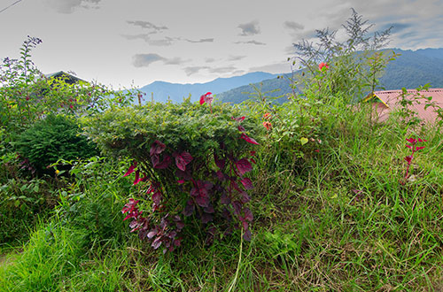 singalila-ridge-kanchenjunga-mountain-west-bengal-india