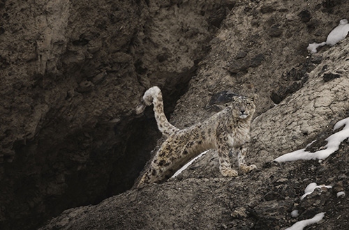 snow-leopard