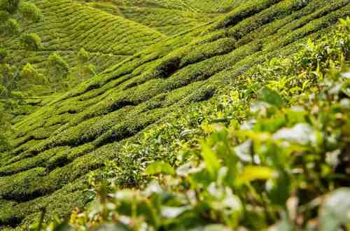 tea-plantation-india"