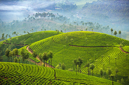 tea-plantation-munnar-kerala-india