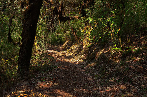 trekking-route-through-dense-forest-sikkim-india