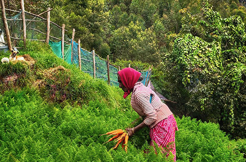 vattavada-idukki-india