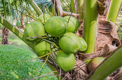 coconuts