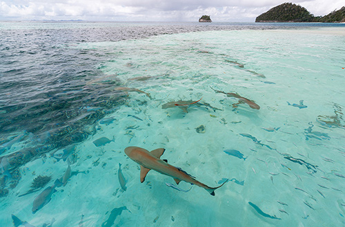 raja-ampat-indonesia-excursion-shark-sightings
