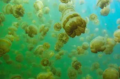 Jellyfish-Lake-Koror-Palau