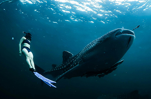 whale-shark-diving