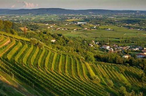 slovenia-wine