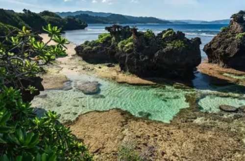 iriomote-island-clean-water-and-trees-japan