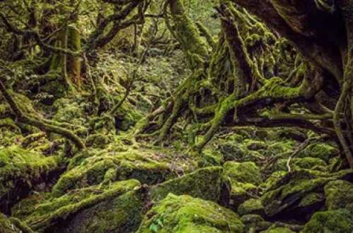 yakushima-cedar-trees-japan