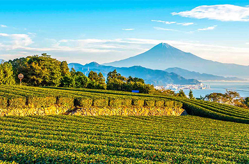 shimizu-mt-fuji-view-from-tea-harvest