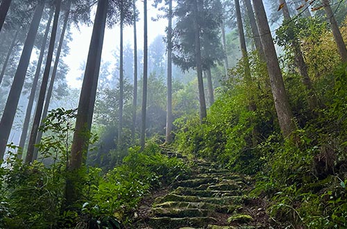 kumano-naichi-forest