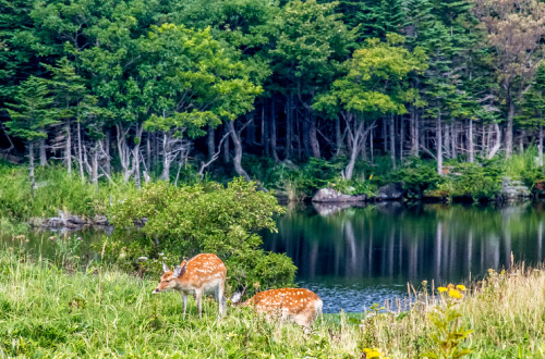 The-Shiretoko-Five-Lakes-deers