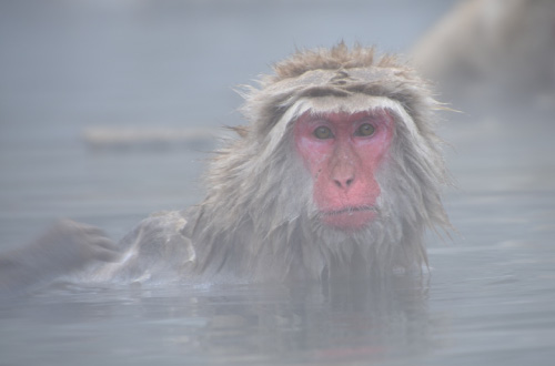 nakasendo-trail-village-walk-snow-monkey-