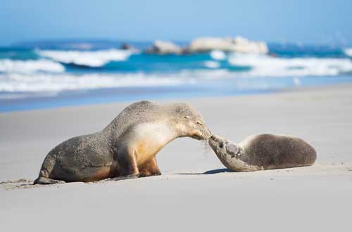 south-australia-kangaroo-seal-bay-conservation-park-kissing-seals