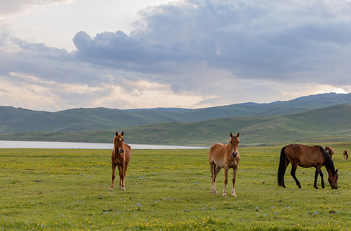 wild-horses-grazing-at-the-song-kul-lake-kyrgyzstan