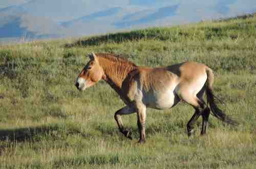 horse-in-the-field-ulaabaatar-mongolia