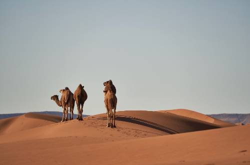 camels-marrakech-morocco-sand-dunes