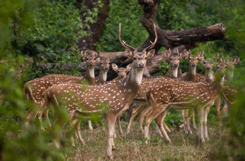 Green-Mansions-Jungle-Resort-Deers