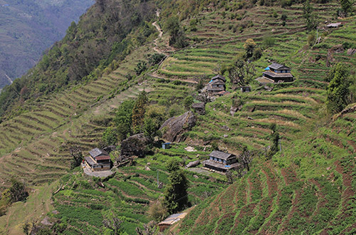 annapurna-rice-fields