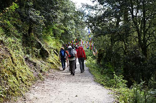 forest-high-up-to-taksang-dzong