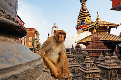 swayambhunath-monkey-temple