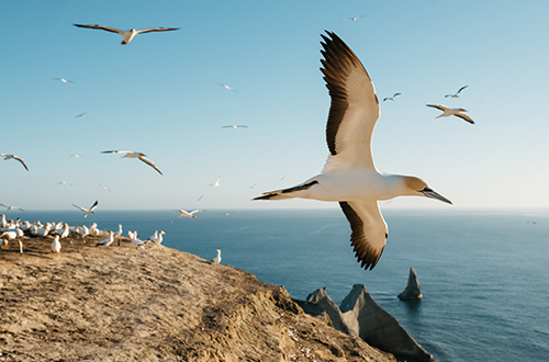gannet-in-air-cape-kidnappers-hawkes-bay-new-zealand