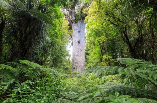 waipoua-forest-north-island-new-zealand-kauri-trees-native-forest
