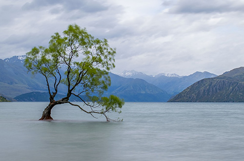 tree-lakes-wanaka