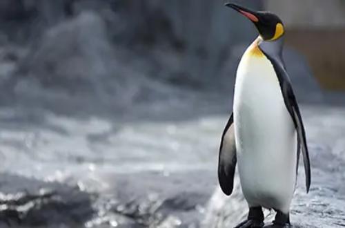 macquarie-island-penguins-new-zealand-south-island