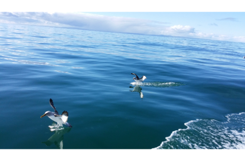 south-island-albatross-bird-wildlife-native-new-zealand-subantartic
