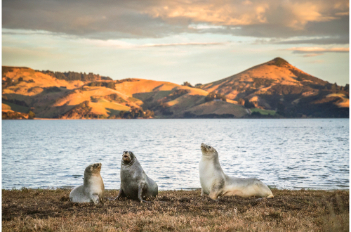 snare-island-seals-wildlife-subantartic-islands-new-zealand-south-island