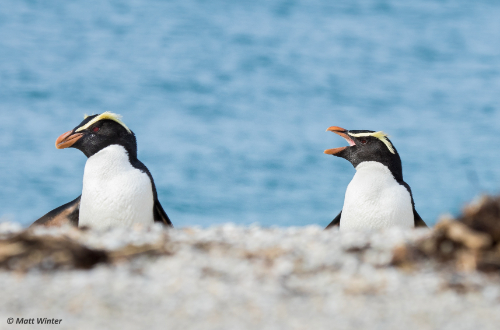 subantartic-island-penguins-wildlife-new-zealand-south-island