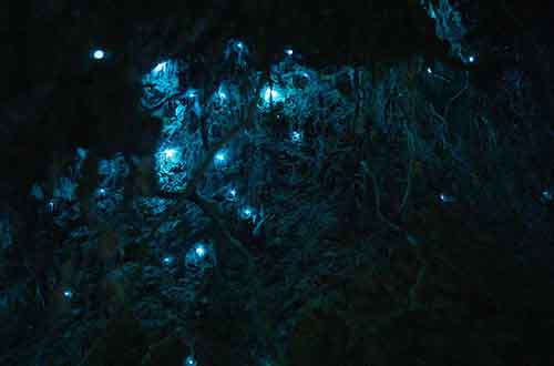 glow-worm-cave-te-anau
