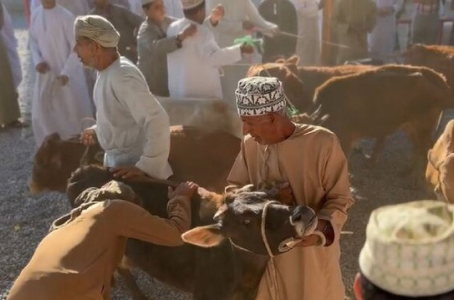 nizwa-cattle-market