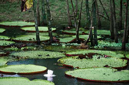 amazon-river-lily-pads_1