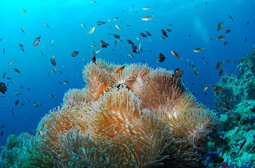 coral-geographer-diving