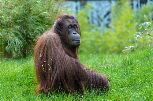 kuching-sarawak-orangutan