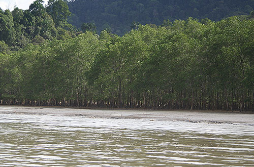 mangrove-forest